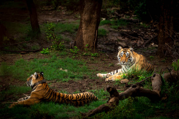 ranthambore