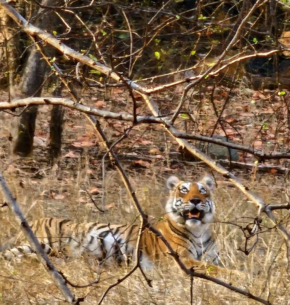 ranthambore